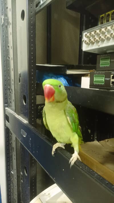 raw parrot jumbo size red factor male confirm for sale