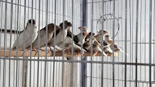 banglise finch foster