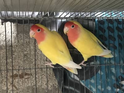 Lotino Lovebird