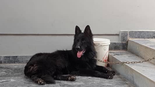 Black German shepherd