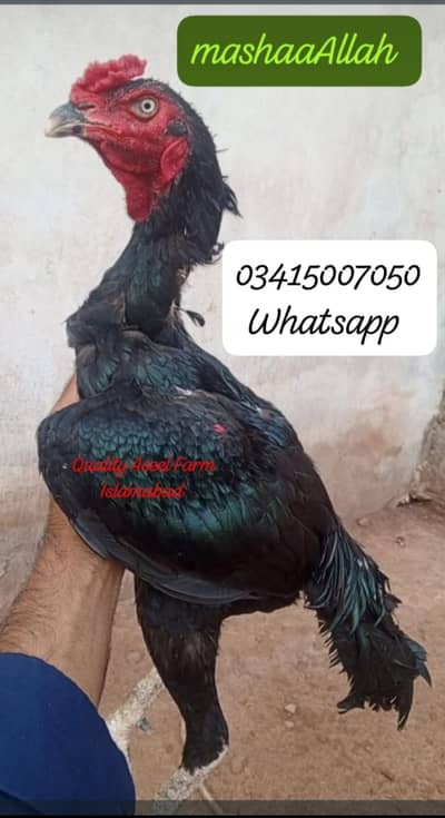 High quality. . . . .