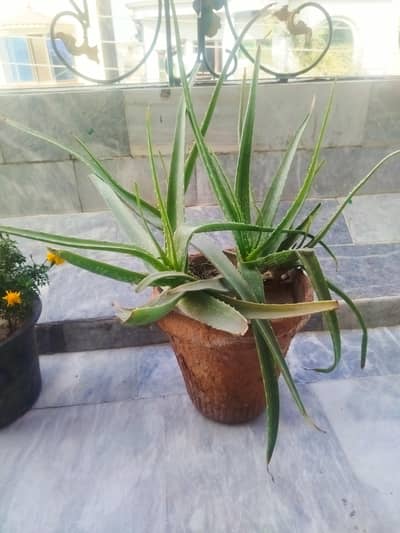 aloe Vera plants