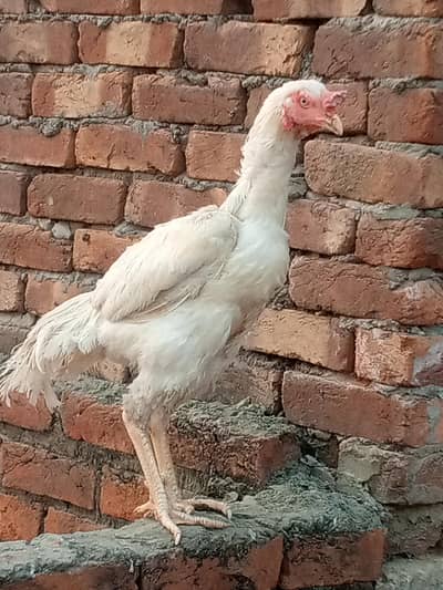 Aseel hera urgent sell serious buyer rabta krein