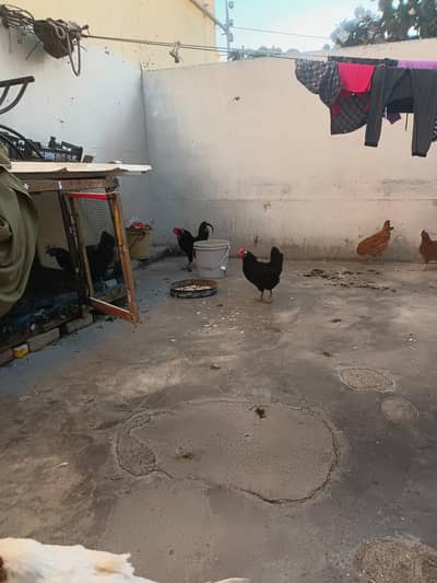 Egg lyng murghiya end bredr murgha