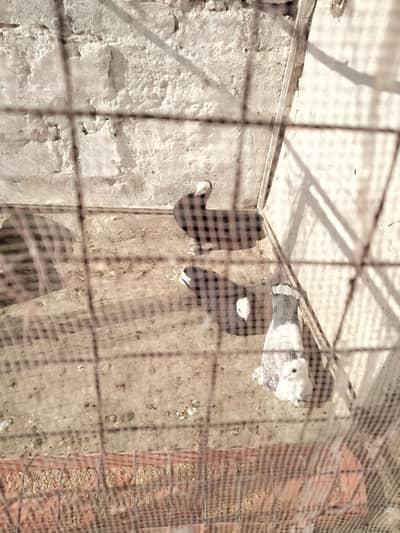 black mukhi and Sentinent female