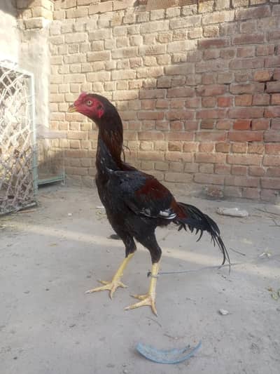 lasani aur mianwali bread WhatsApp number 03046329468