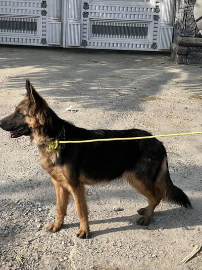 German shepherd three cord