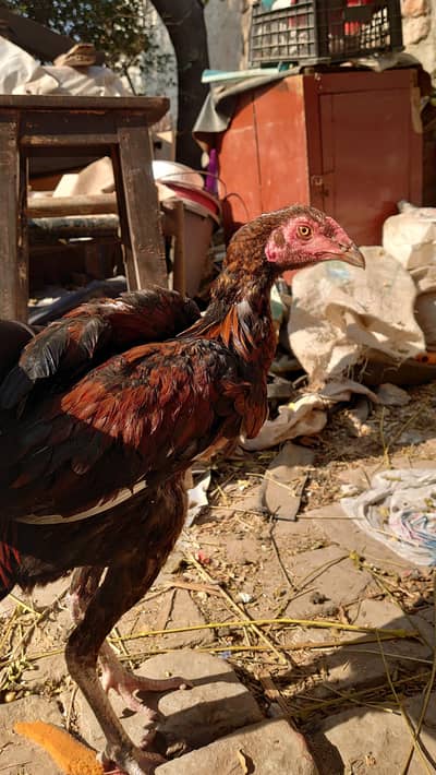 aseel main wali long height mai phata hai |5 sy 6 month KY hai