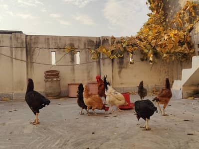 Home Raised Egg Laying Hens for Sale