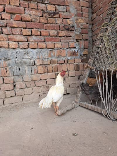 white clour aseel heera