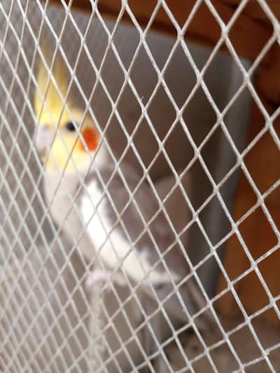 4 males Breeder Nail Tai Fly Ok 03336057747