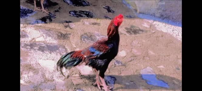 Top quality lakha male and Bengum cross female