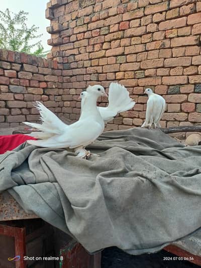white laka pigeon. white laka kabootar.