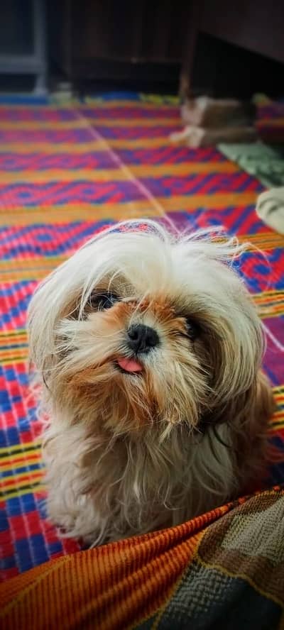 Shitzu female friendly active healthy