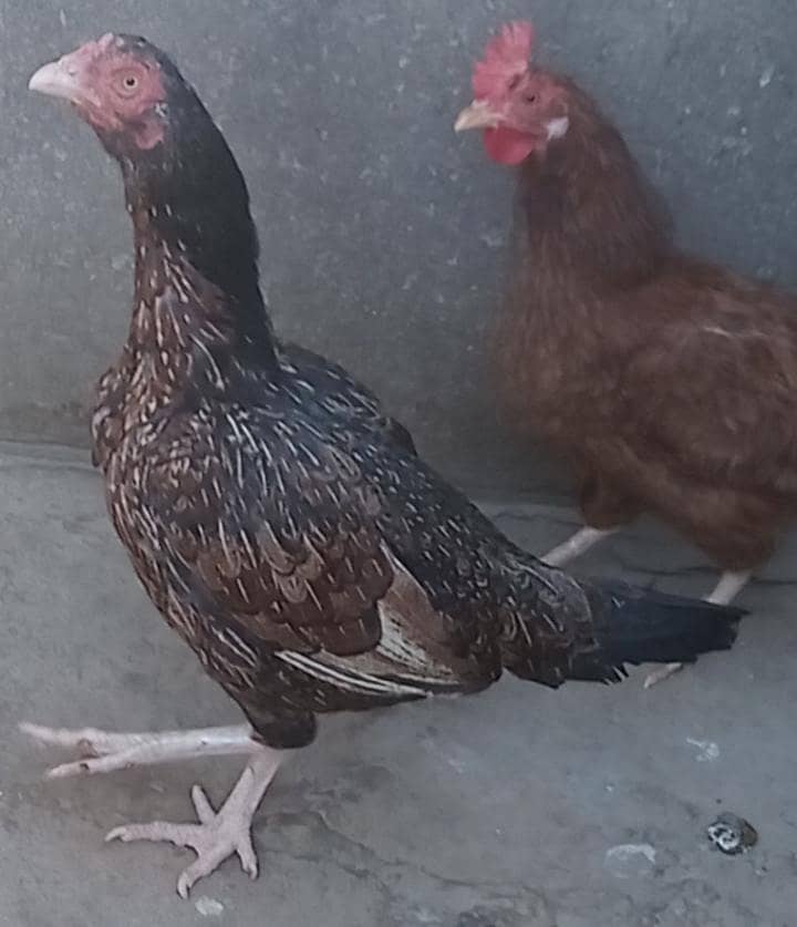 دو مرغے ایک مرغی 2