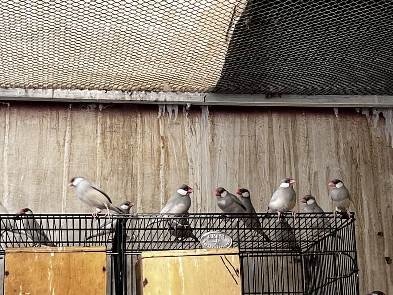 Silver java colony 0