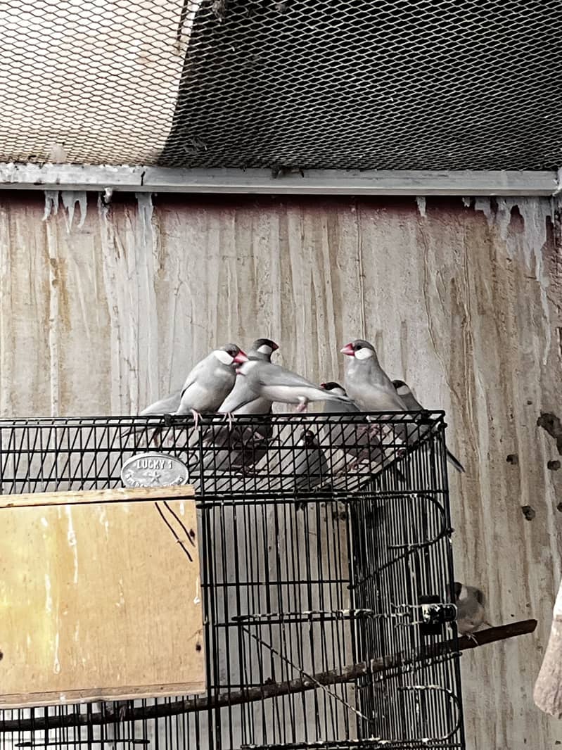 Silver java colony 1