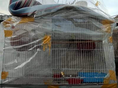 Australian pair for sale with 2 self chks and cage