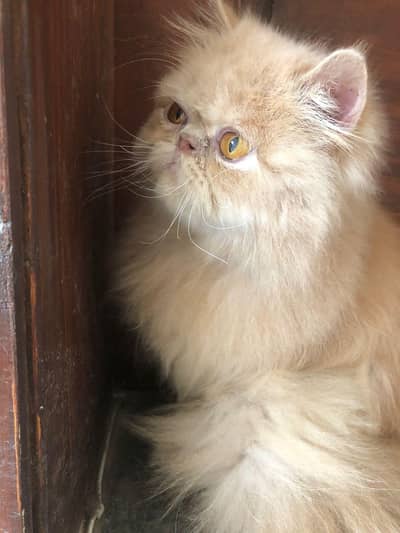 9months old || CFA line || PersianLong Hair || Fluffy || cat
