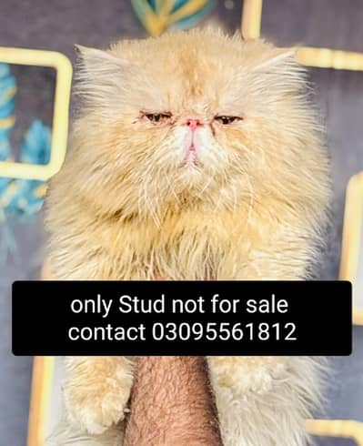 piki face stud boy  contact 03095561812