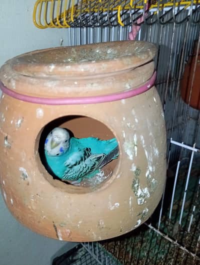 budgies parrot breaders pairs