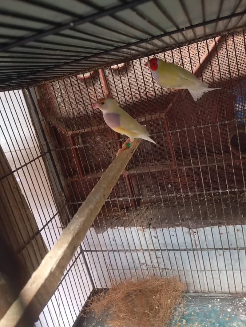 golden finch - Finches - 1109262954