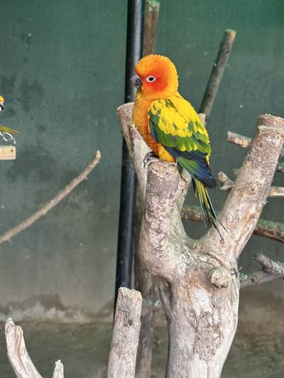 Sun Conures - Excellent Quality