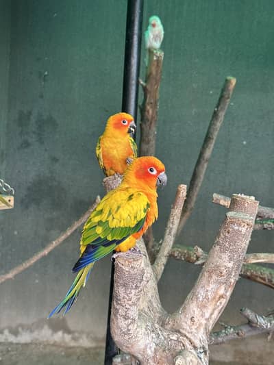 Sun Conures - Excellent Quality
