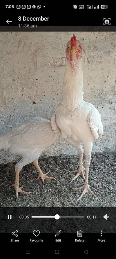 Aseel Heera|Aseel Lakha