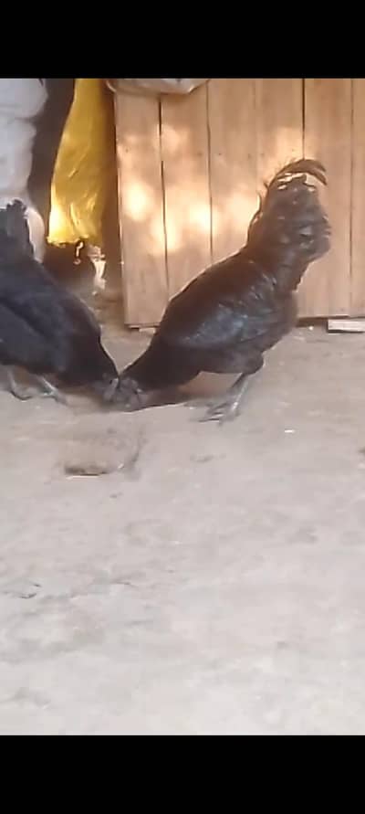 Ayam Cemani for sale.