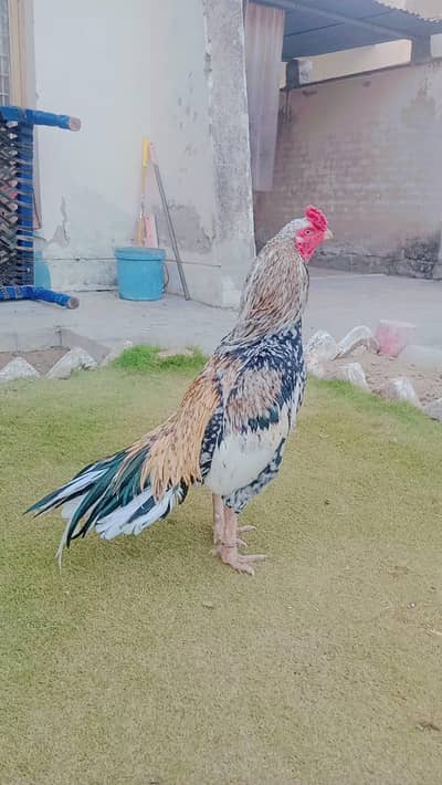 High quality high price