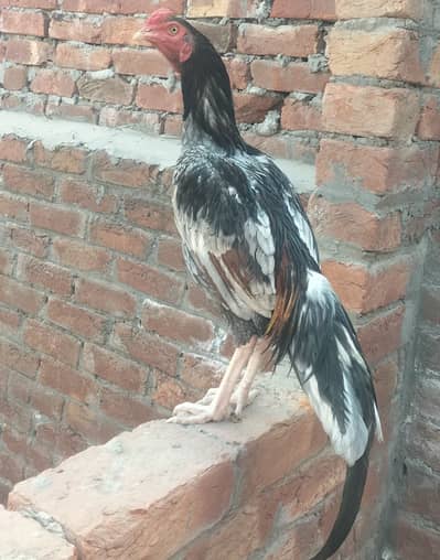 Aseel breeder murga long hight