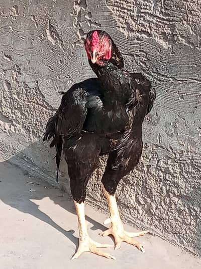 ful long height near 3 feet band gaddi bird very strong double body