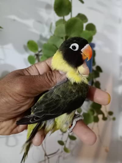 Parblue euwing opaline personata