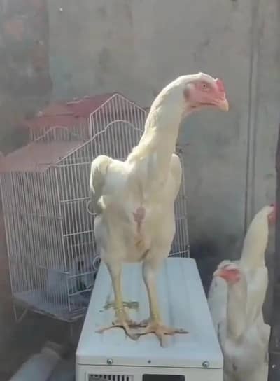 king size shamo | white shamo | o shamo | german shamo | O shamo |Hen