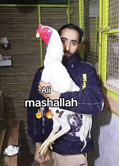 white king shamo 03161454590