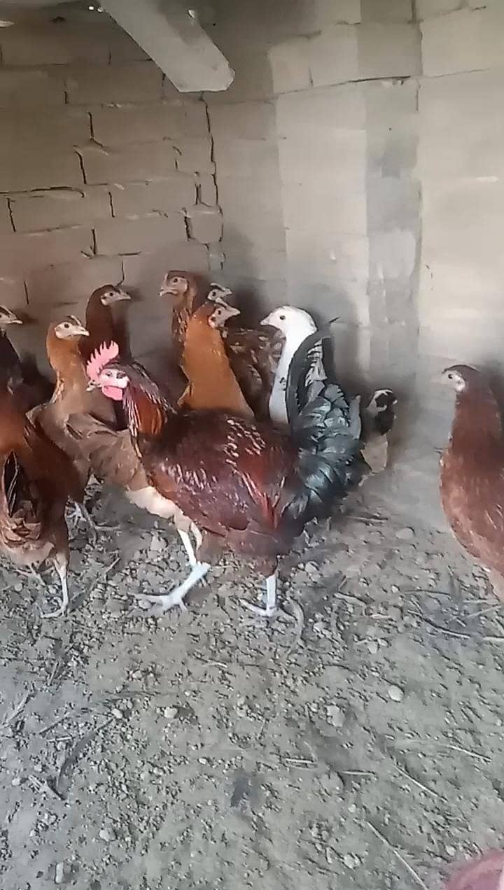 دیسی مرغیاں برائے فروخت 0