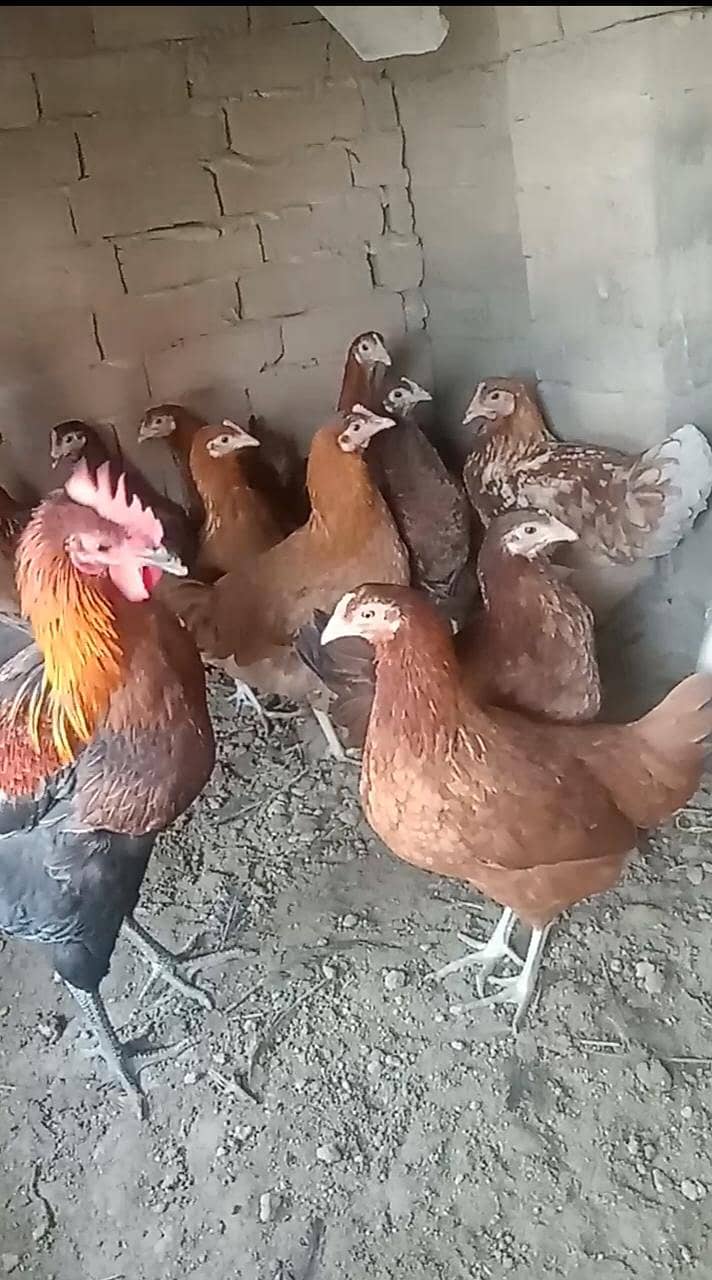 دیسی مرغیاں برائے فروخت 1