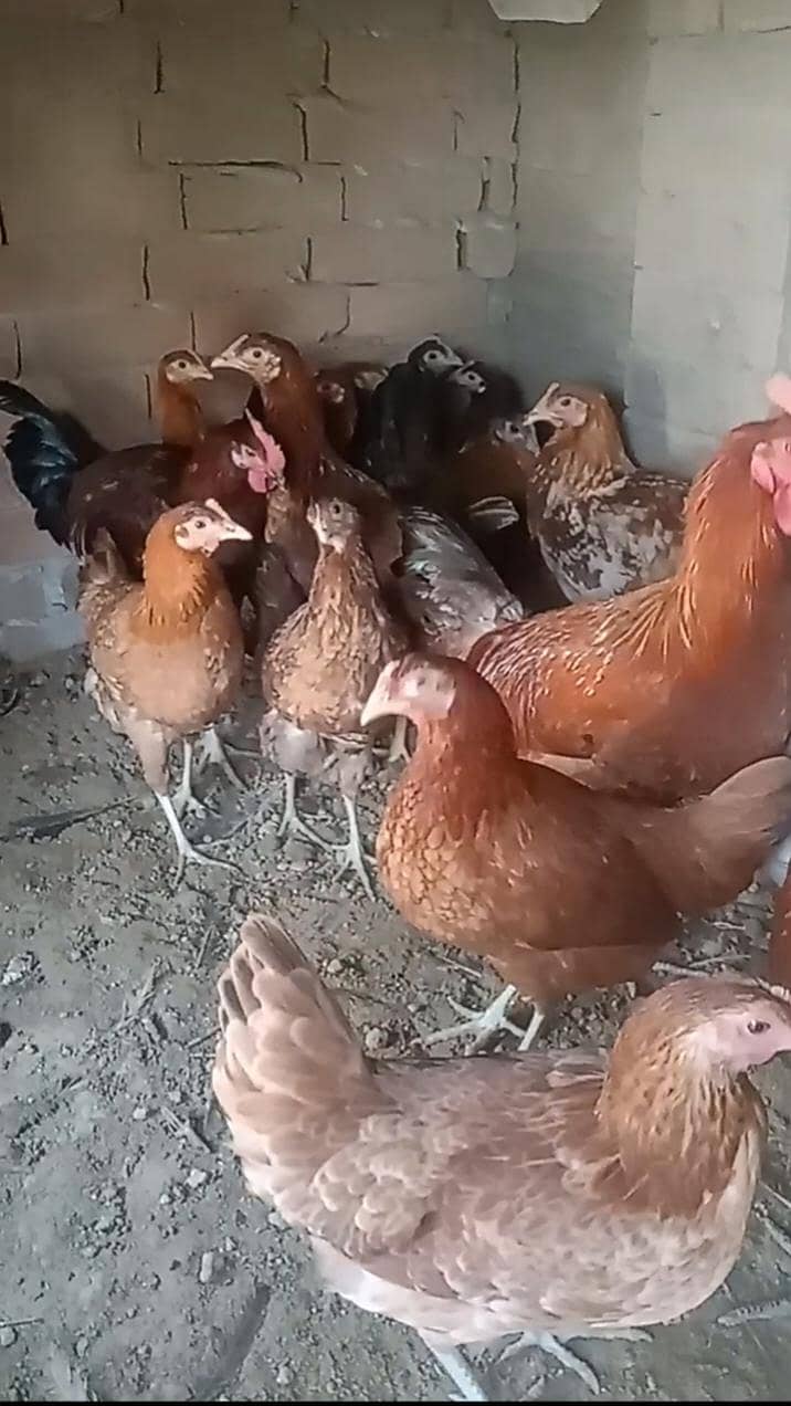دیسی مرغیاں برائے فروخت 2