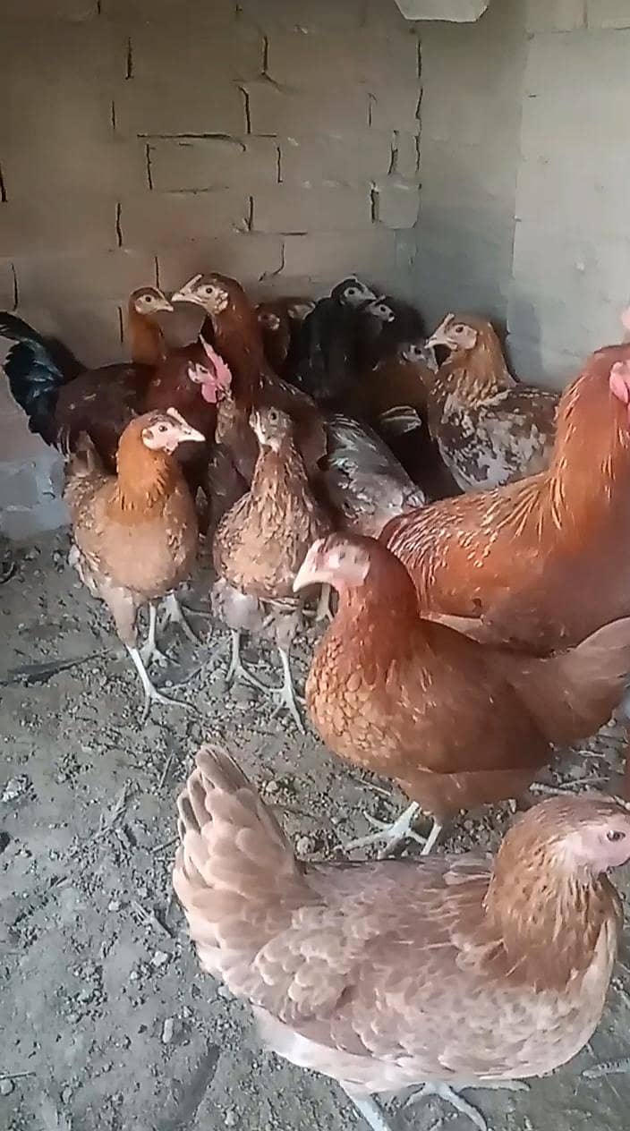 دیسی مرغیاں برائے فروخت 3