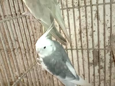 cocktail pairs for sale