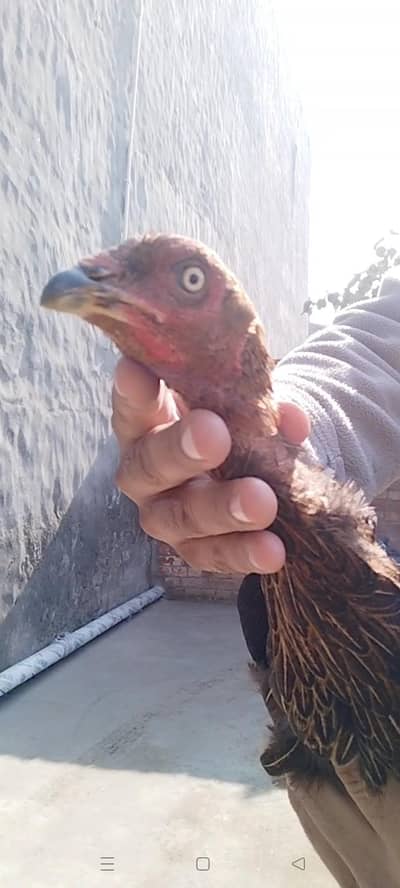 Thai Murghi Possible exchange with breeder male. . .