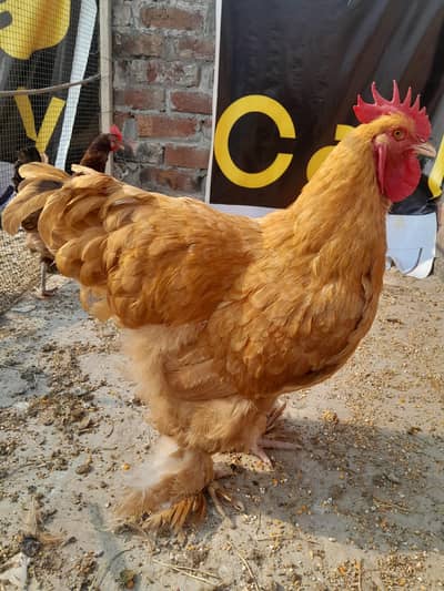 golden puff adult heavy weight