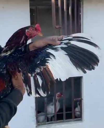 High quality Aseel mianwali lakha chena miawali murga mushka