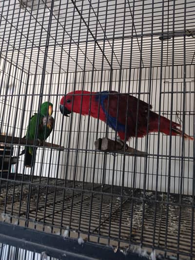 Lories, Sun conures, Grand Eclectus