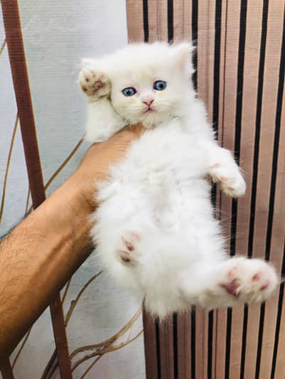 Persian triple coated punch face kitten available for sale