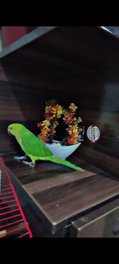 Green Parrot for urgent sale