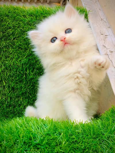 Persian triple coated punch face kitten available for sale