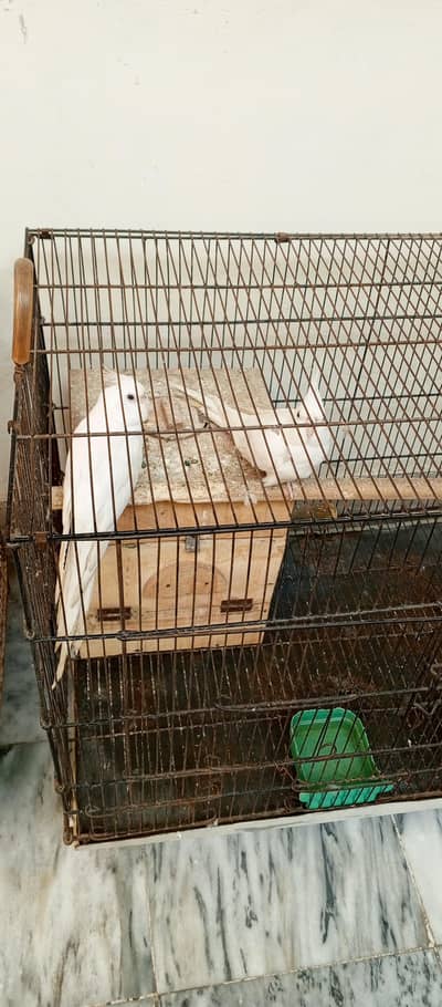 pure white cockatiel pair for sale