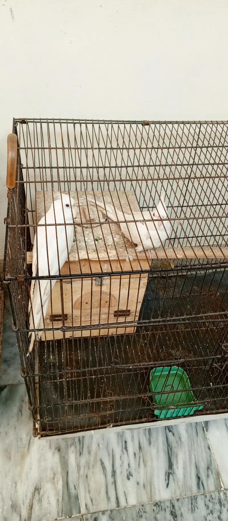 pure white cockatiel pair with red eyes for sale
